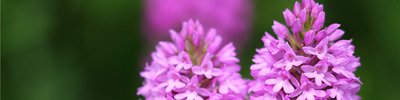 Pyramid orchid
