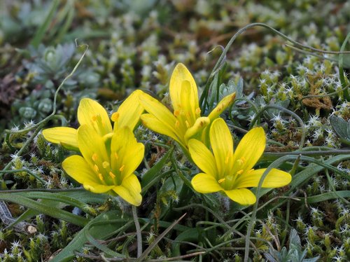 Radnor Lily NRW website