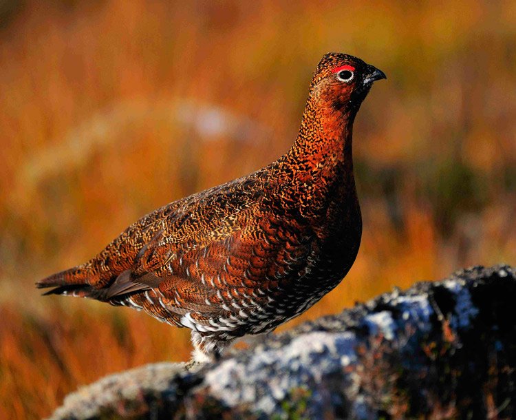 Red-Grouse