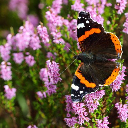 Red Admiral on Heather