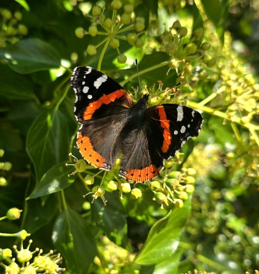 Red Admiral on Ivy - Geoff Robinson