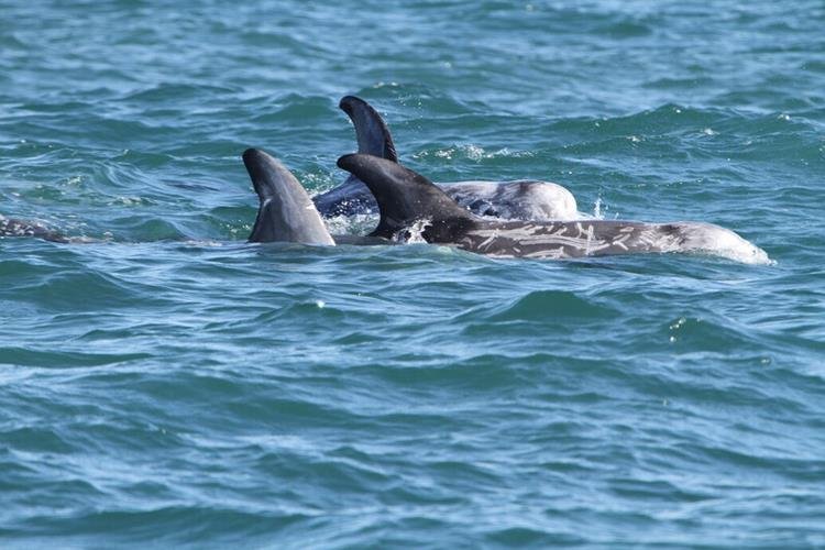 Rissos dolphin Grampus griseus (NRW)