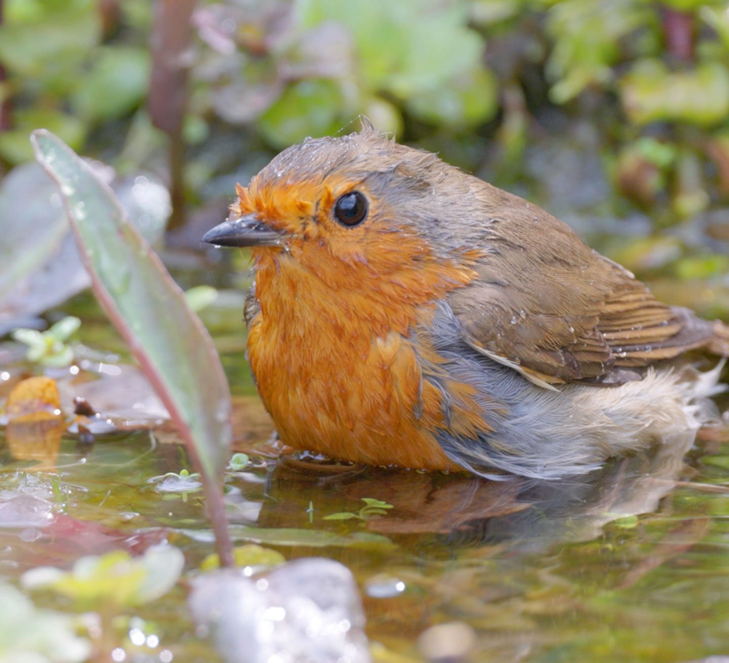 Robin