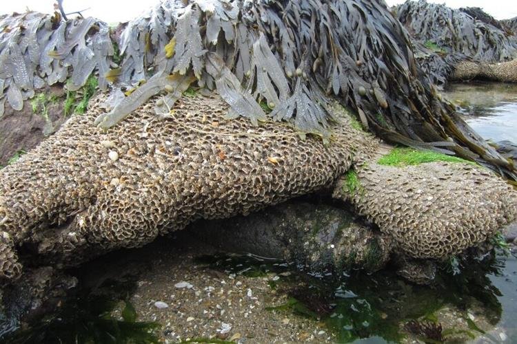 Sabellaria Alveolata Honeycomb worm (NRW)