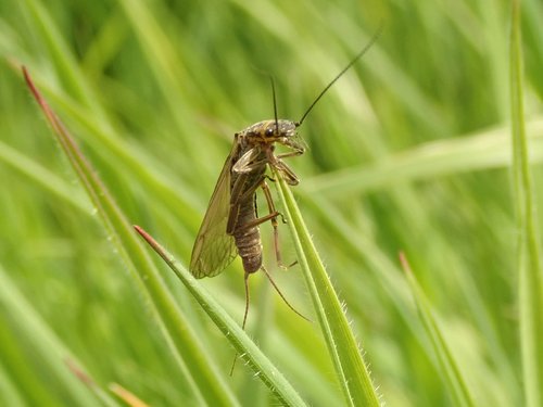 Scarce Yellow Sally on a blade of grass
