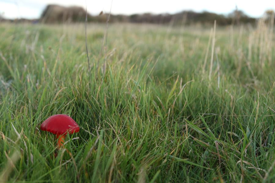 Scarlet Waxcap (Hygrocybe coccinea) (c) Vaughn Matthews