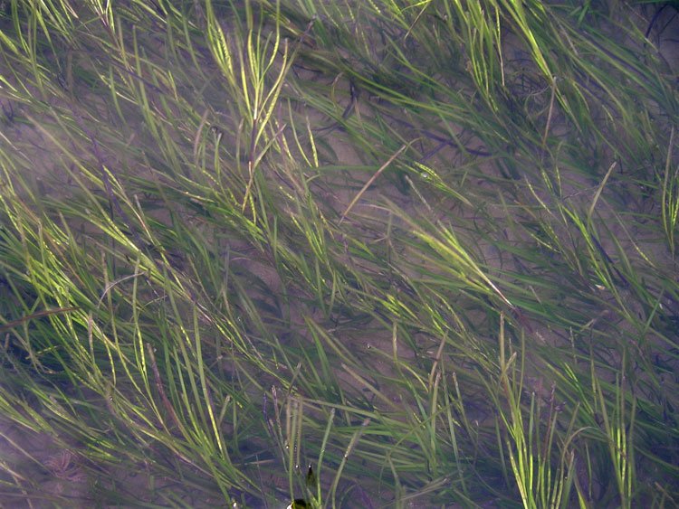 Seagrass-SQ
