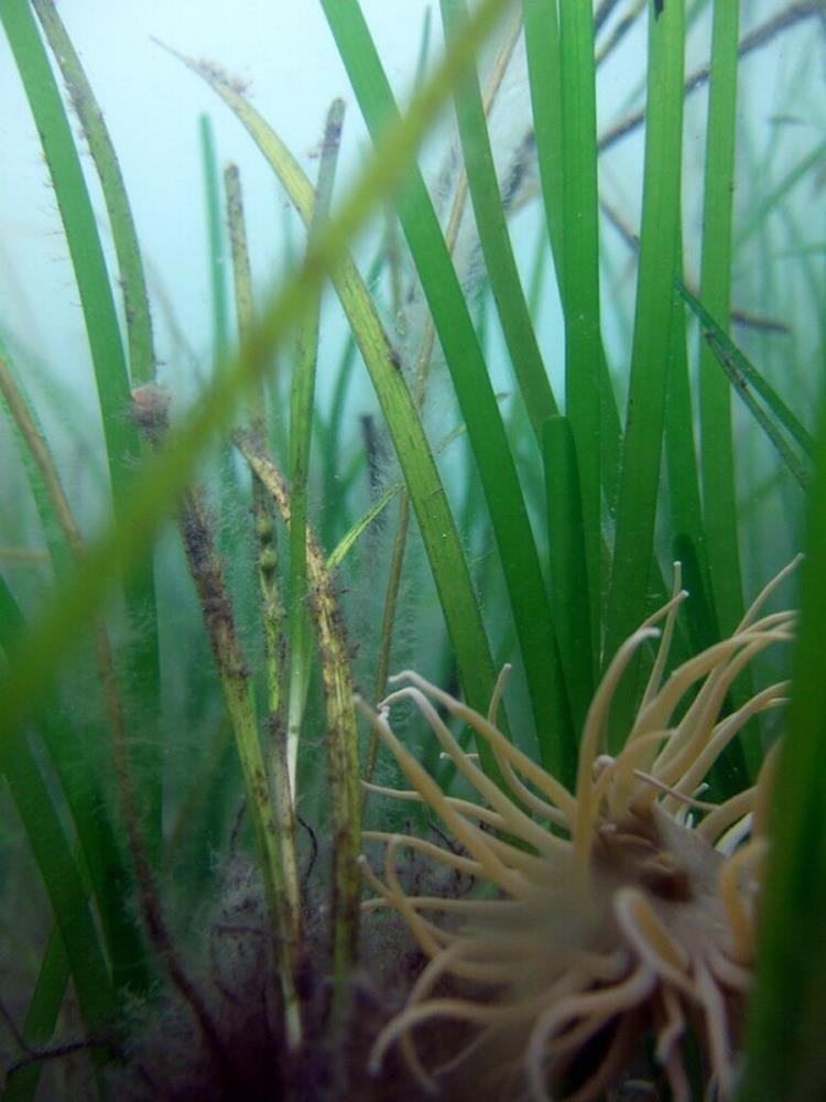 Seagrass-Zostera marina (NRW)