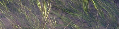 Seagrass