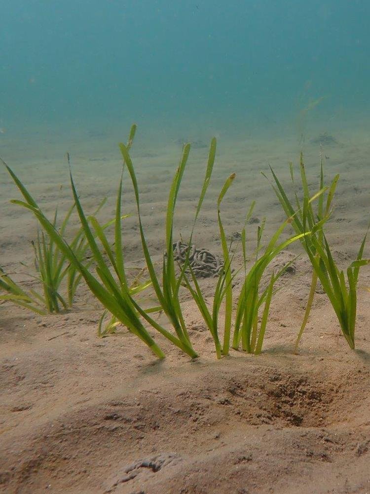 Seagrass Zostera marina (NRW - Paul Brazier)