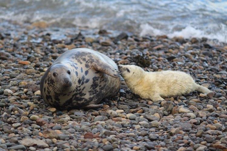 Seal and pup Skomer (NRW - Skomer MCZ staff)