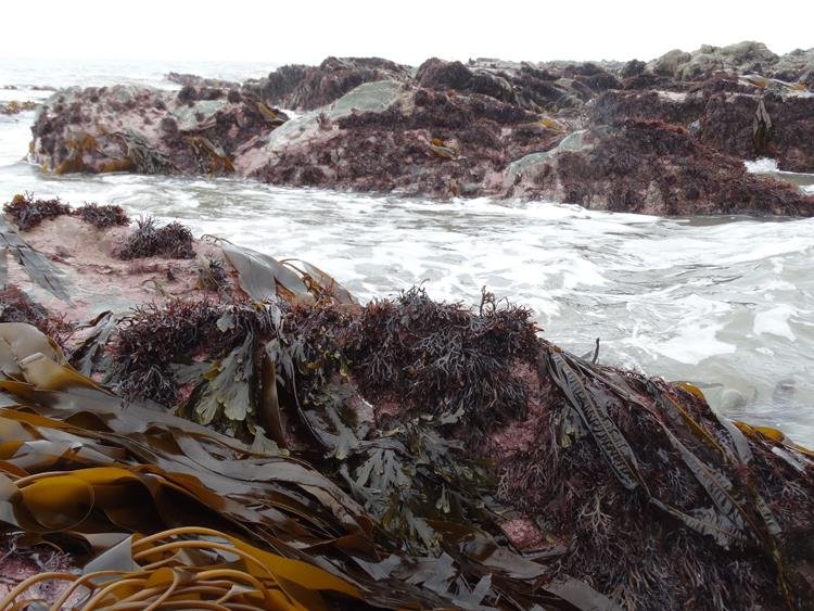 Seaweed (Laura Grant)