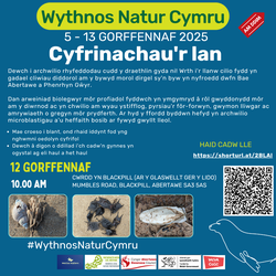 Cyfrinachau'r lan