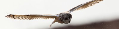 Short eared owl ©Alun Williams