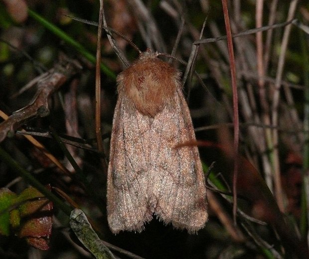 Silurian moth © D.Grundy