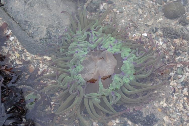 Snakelocks anemone Anemonia viridis (Laura Grant)