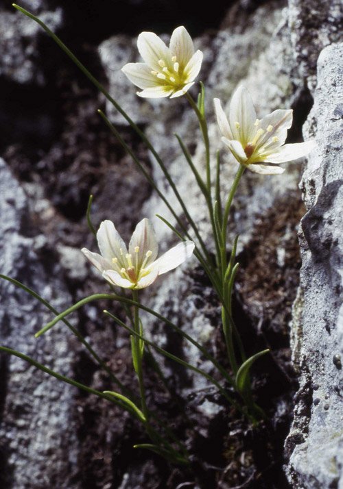 Snowdon lily by Andrew Gagg - Plantlife