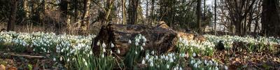 Snowdrops in Woodland