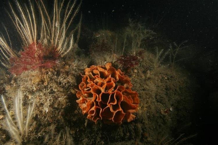 Sponges (NRW - Skomer MCZ staff)