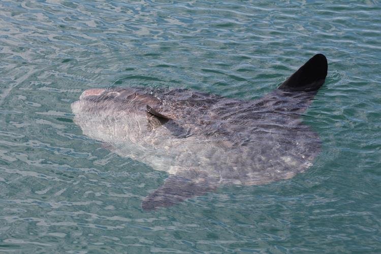 Sunfish mola mola (NRW marine monitoring team)