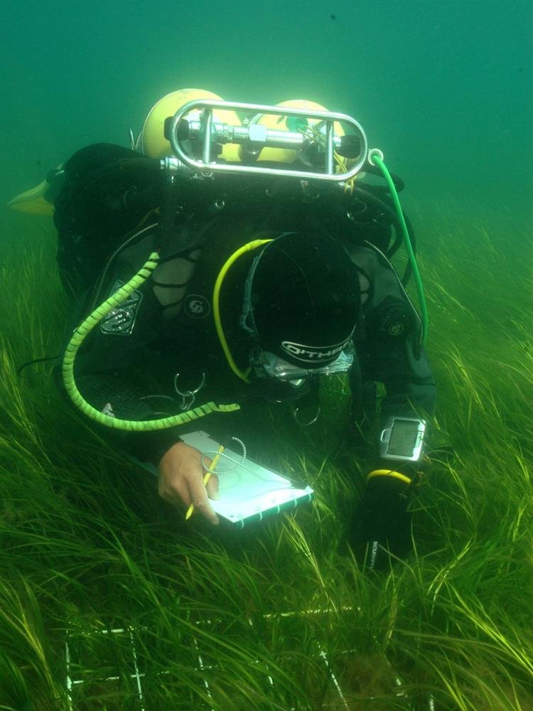 Surveying seagrass (NRW marine monitoring team)