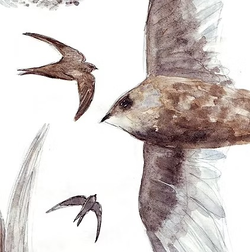 Swift Art