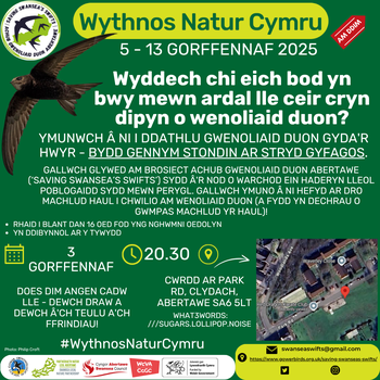 Gwenoliaid duon ar fachlud haul yng Nghlydach