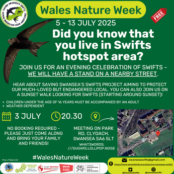 Swifts at sunset in Clydach