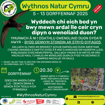 Gwenoliaid duon ar fachlud haul yn Nhreforys