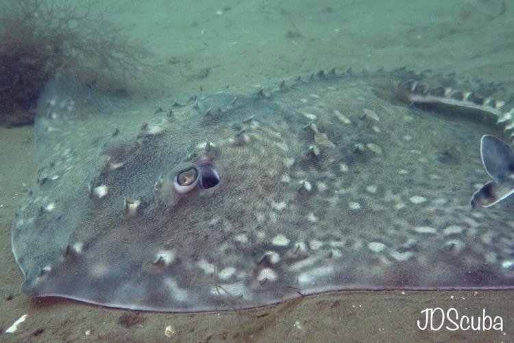 Thornback Ray (JD Scuba)