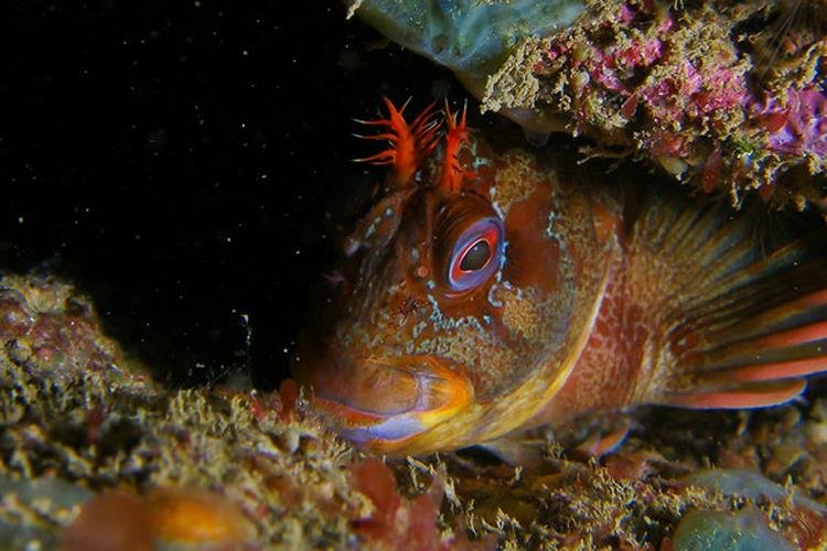 Tompot Blenny (Natural England Ross Bullimore)