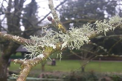 Tree Lichen association © Sean McHugh