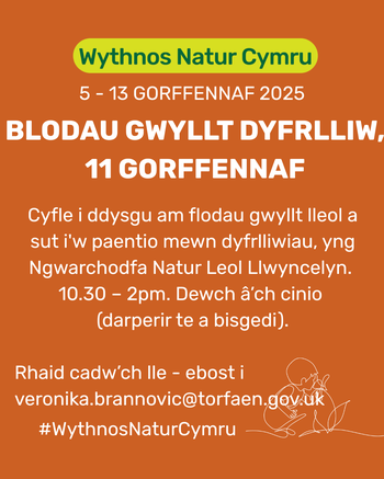 Blodau Gwyllt Dyfrlliw yn Llwyncelyn