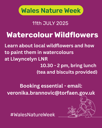 Watercolour Wildflowers at Llwyncelyn