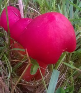 Waxcap-2