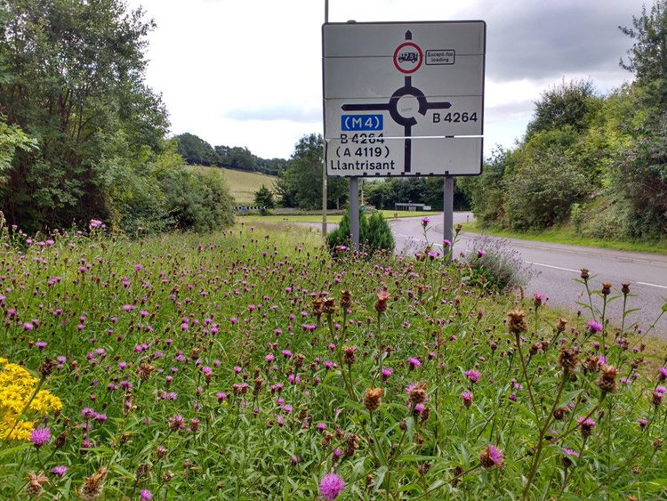Wildflower-verges-RCT-Liam-Olds