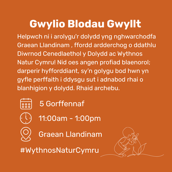Gwylio Blodau Gwyllt Llandinam