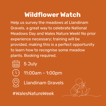 Wildflower Watch Llandinam