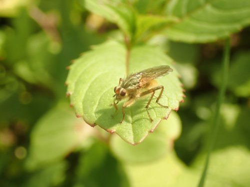 Yellow dung fly