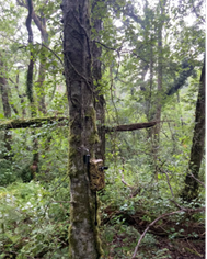 bat detector installed in tree