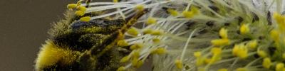 bee in pollen