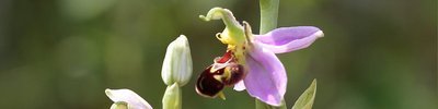 bee orchid