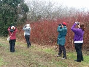 bird watching on parc y llyn