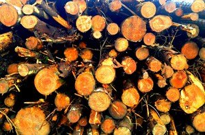 Black Mountain woodpile (Les Haines)