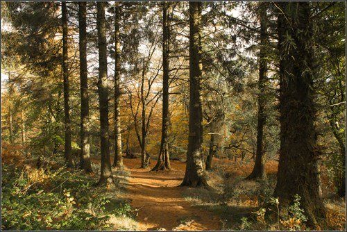 Blaen Bran