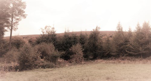 Blaen Bran