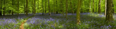 bluebell-wood
