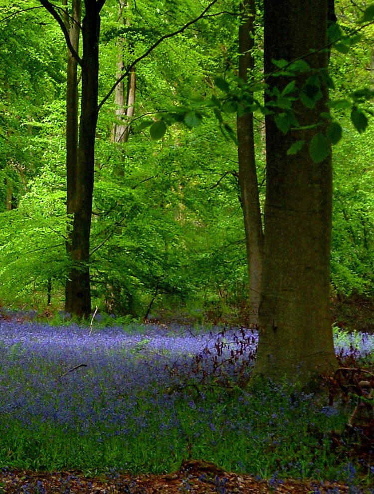 bluebells42