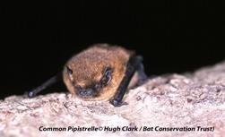 common pipistrelle