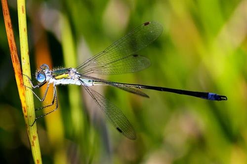damsel fly